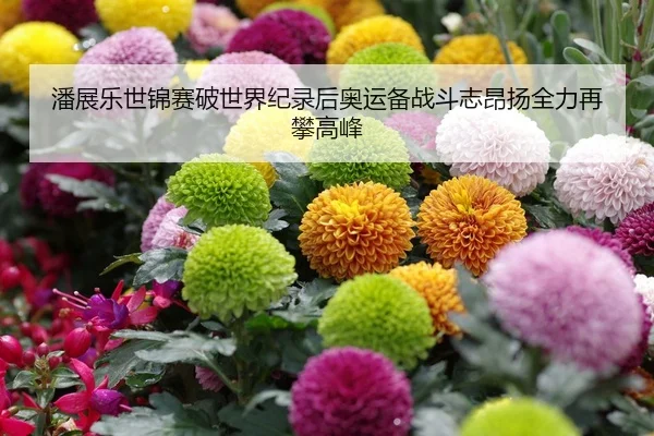 潘展乐世锦赛破世界纪录后奥运备战斗志昂扬全力再攀高峰
